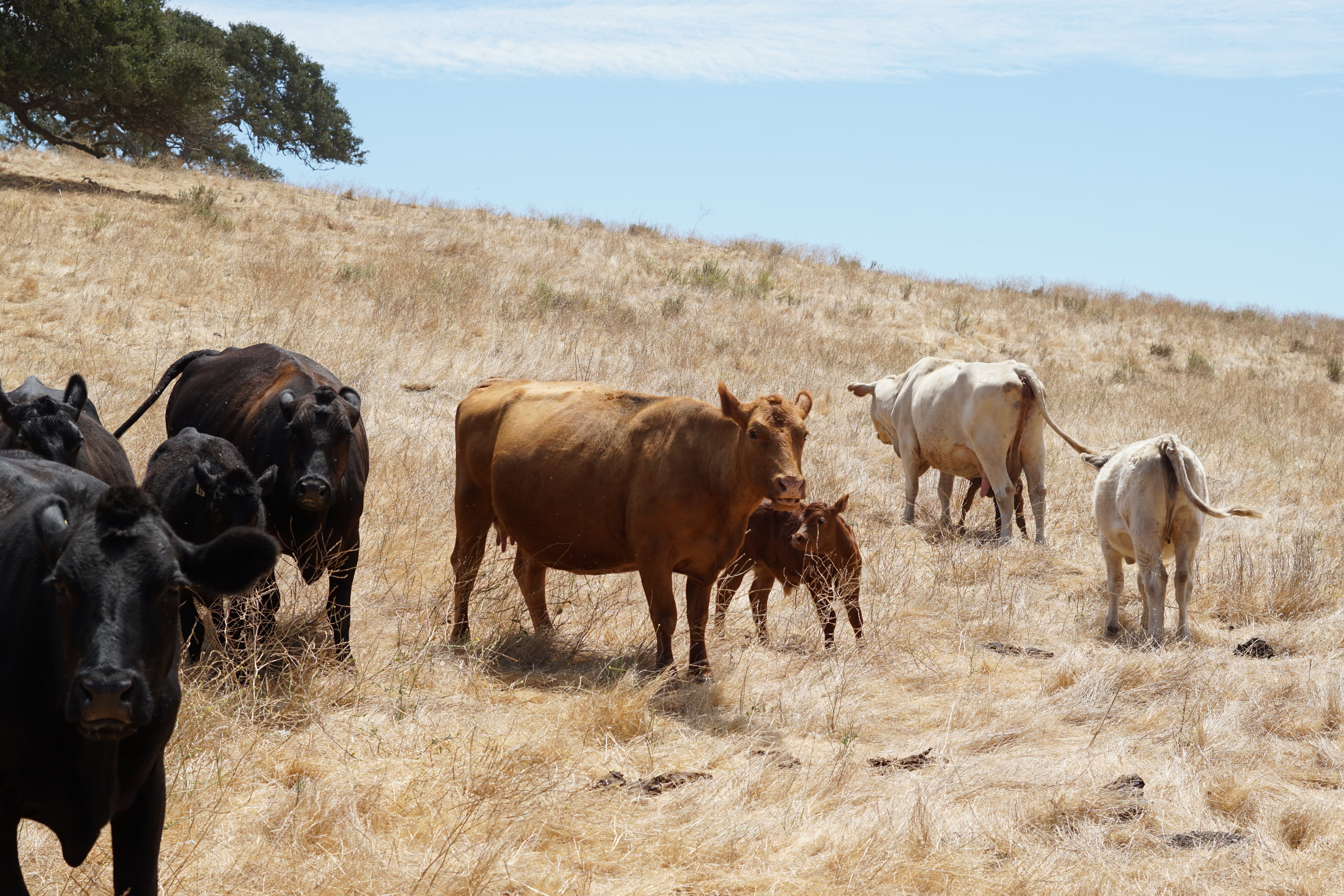 Beef Shares – Casey Redtail Ranch
